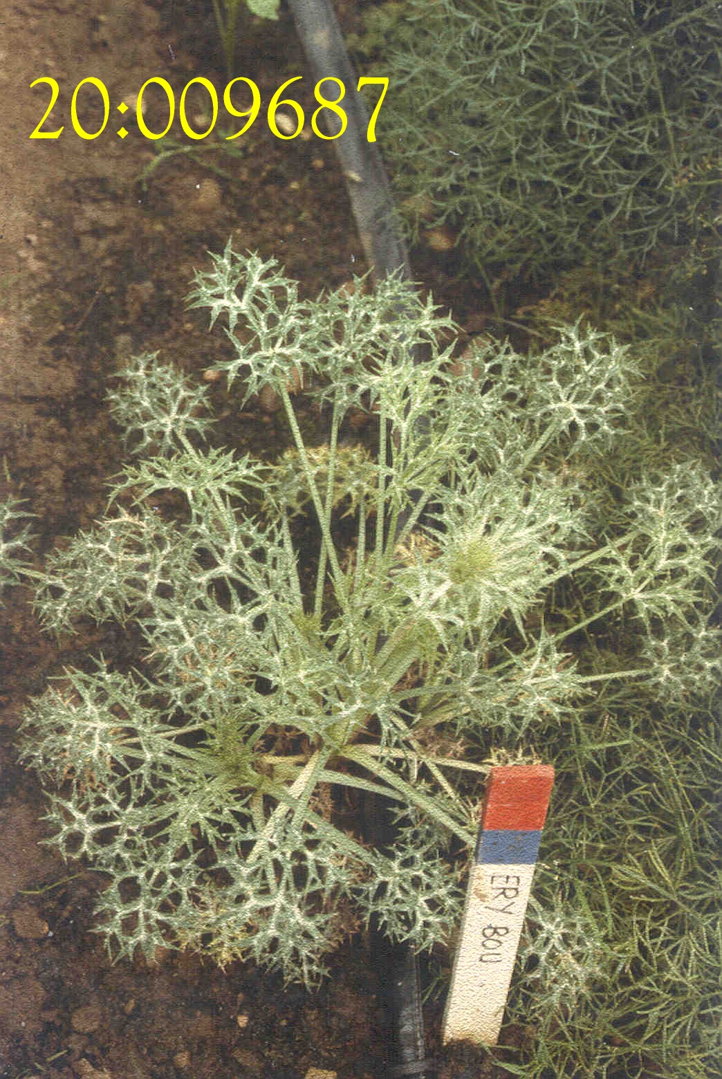 PLANT